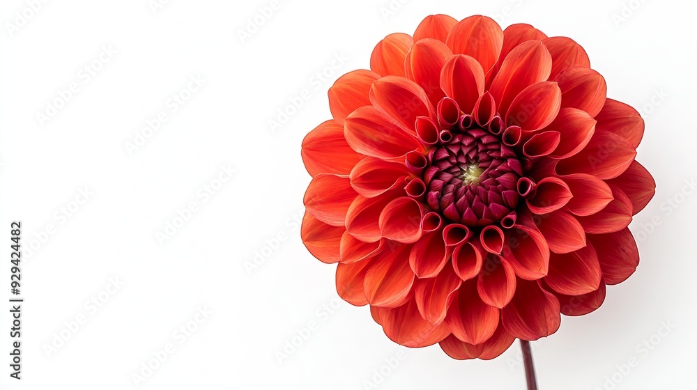 Poster studio portrait of a beautiful single waltzing matilda dahlia bloom isolated over white background i
