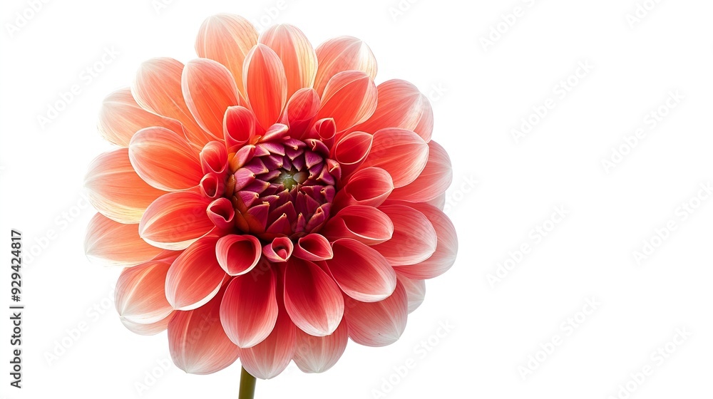 Poster dahlia flower on a white isolated background with clipping path closeup nature : generative ai