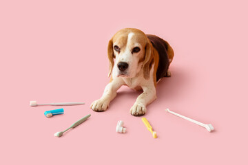 Cute dog lying among various toothbrushes on pink background