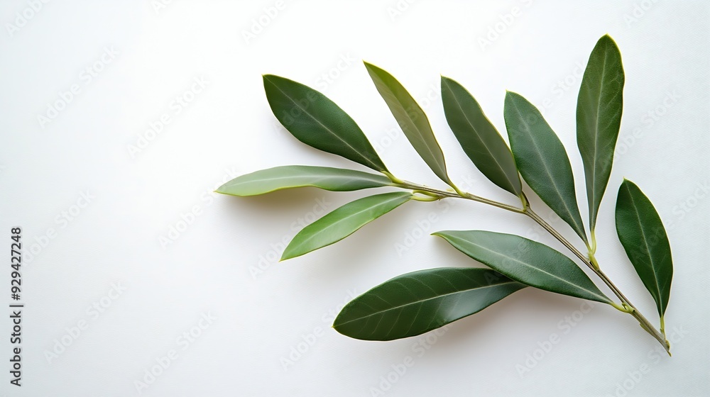 Poster two fresh olive branches with leaves isolated on white background closeup : generative ai