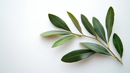 Two fresh olive branches with leaves isolated on white background closeup : Generative AI