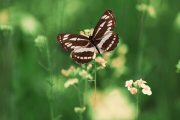 beautiful butterfly on nature background with flowers