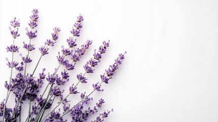 Obraz premium Lavender flowers isolated on white background : Generative AI