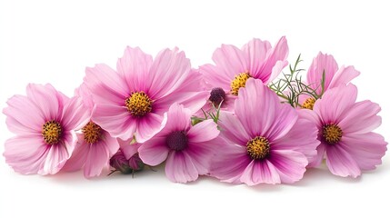 Pink cosmos flowers in a floral arrangements isolated on white background : Generative AI