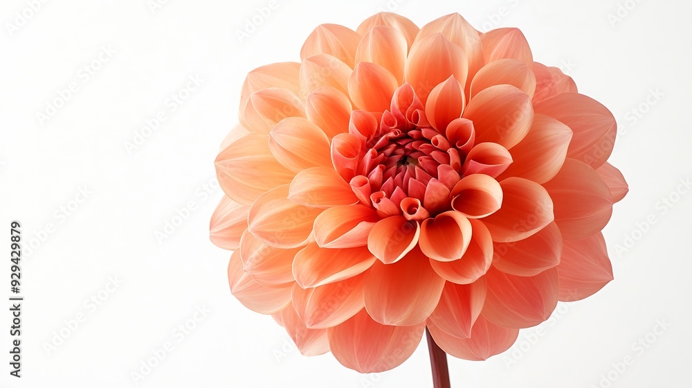 Poster studio portrait of a beautiful single waltzing matilda dahlia bloom isolated over white background i