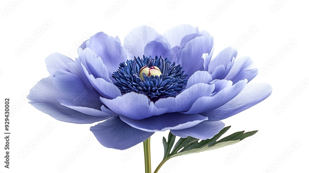 Poster bluepurple peony flower on white isolated background with clipping path closeup for design nature : 