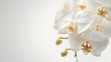 Beautiful white orchid flower isolated on white background : Generative AI