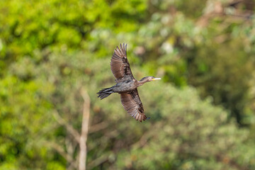 Neotropic Cormorant (Nannopterum brasilianum)