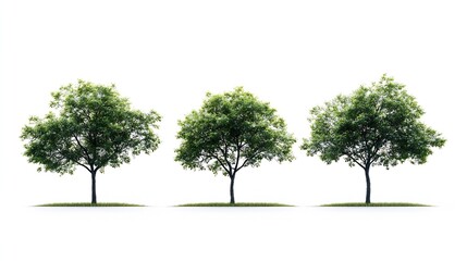Obraz premium Isolated trees on white background The collection of trees : Generative AI