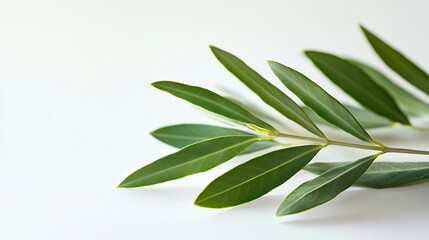 Obraz premium Two fresh olive branches with leaves isolated on white background closeup : Generative AI