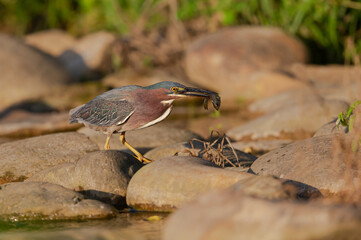Green Heron
