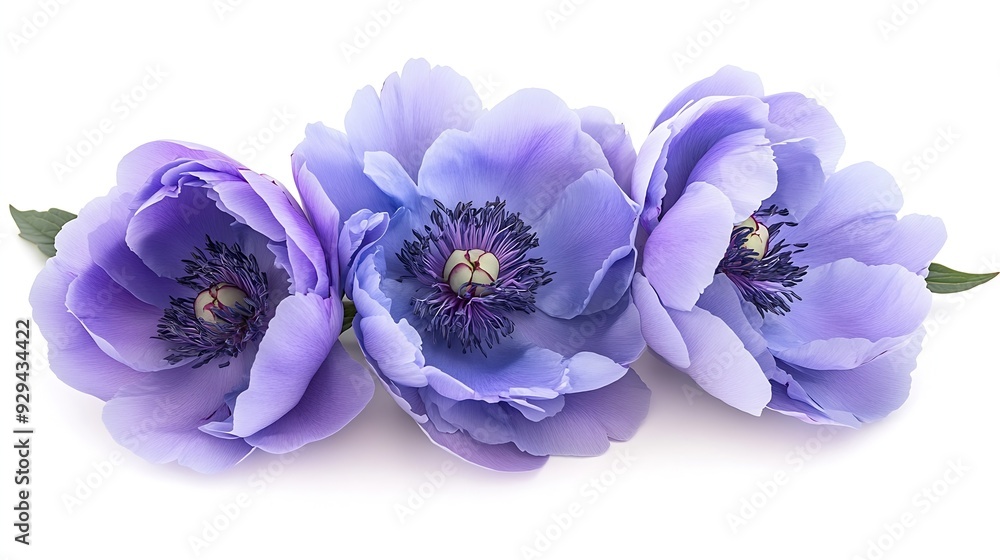Poster bluepurple peony flower on white isolated background with clipping path closeup for design nature : 