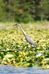 Blue heron in green lilly pads on Jackson lake 
