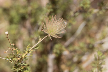 Apache Plume, flowering bush