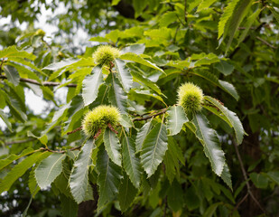 Ramas de castaños con hojas verdes y frutos