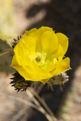 Prickly Pear cactus with buds and yellow flower, close-up