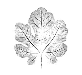 Black and white fig leaf print stamp of botanical illustration. Plain leaf sketched art on plain...