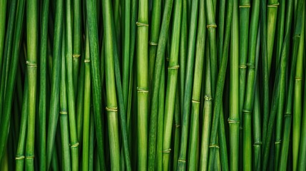 Fototapeta premium Green Bamboo Texture