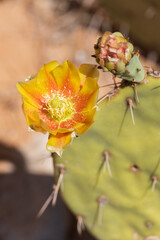 Prickly Pear cactus with yellow flower, close-up
