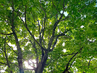 green leaves and sun, nature background 