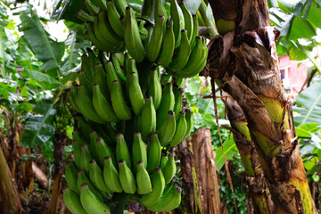 A close-up of vibrant green bananas hanging in a lush, tropical environment