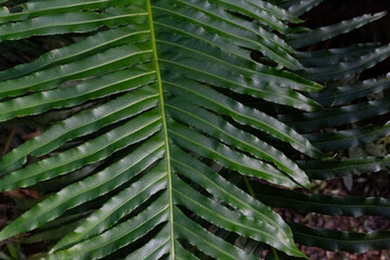 Close-up of a vibrant green leaf with intricate veins illuminated by sunlight