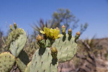 Prickly Pear cactus and buds with yellow flower, close-up
