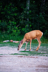 brown mule doe deer eating grass in meadow with forest background