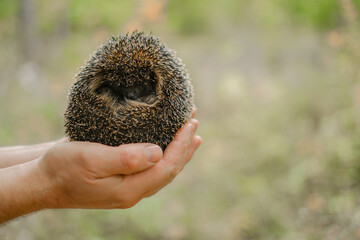 Forest hedgehog in male hands on a blurred forest background.hedgehog curled up in the hands of a...
