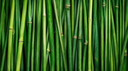 Fototapeta premium Green Bamboo Pattern