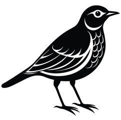 bird , illustration, silhouette,  vector