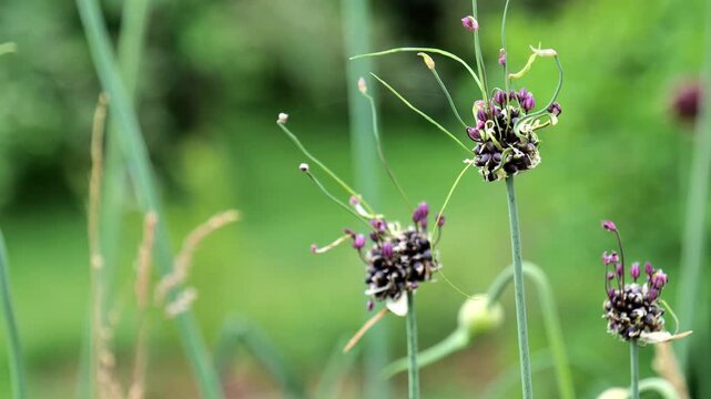 Allarium background.Onion hairy flower. Beautiful decorative Onions.Purple and burgundy roundhead flowering onions. bulbous flowers in lilac shades.Beautiful floral nature background. 4k footage