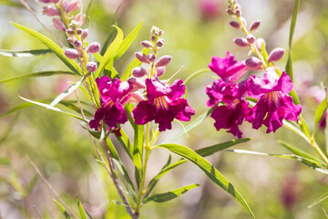 Chilopsis, desert willow pink flower blossom close-up
