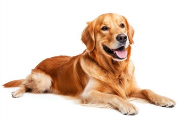 Golden Retriever dog - Canis lupus familiaris - great popular family domestic animal good with children isolated on white background tongue out while , ai