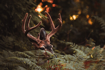 moody image of a black tailed buck with velvet antlers peeking out from ferns with bokeh golden light coming through the trees in the background