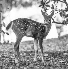 black and white of baby spotted fawn standing in forest