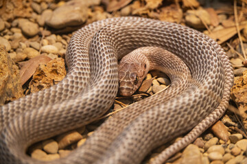 Coachwhip Snake, small brown snake coiled up, close-up