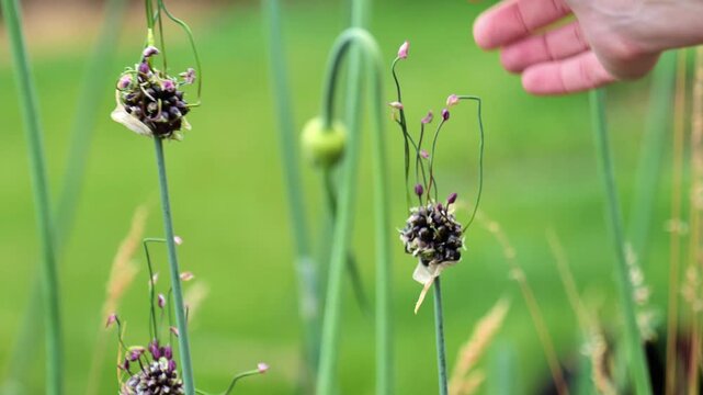 Onion hairy flower in a womans hand on a blurred summer garden background. Allarium from decorative flowers in purple tones.Purple and burgundy roundhead flowering onions