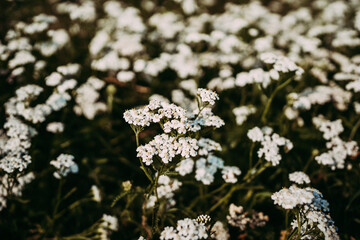 White small flowers on a green meadow