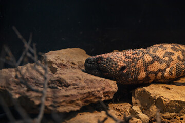 Fototapeta premium Gila monster head close-up