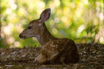 spotted baby deer fawn laying in the leaves in a forest in the PNW