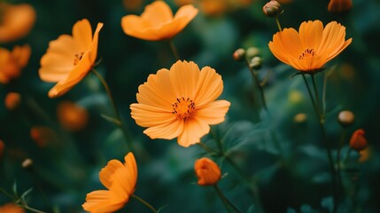 Orange Flowers: A collection or study of orange-colored flowers.