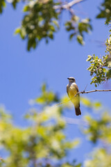 Western Kingbird in a tree
