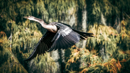 blue heron in flight
