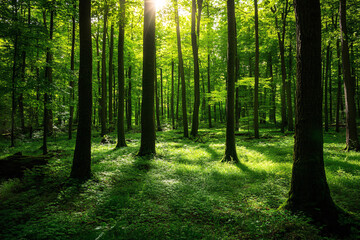 Obraz premium A forest with trees and grass