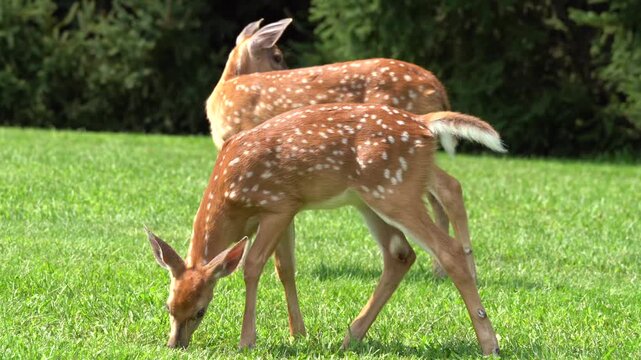 Two White-tailed deer (Odocoileus virginianus) fawns grazing in grassy meadow.
