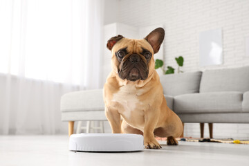 Cute french bulldog near robot vacuum cleaner at home