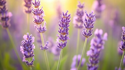 Fototapeta premium A close-up of lavender flowers swaying gently in the breeze, with a soft focus on the background