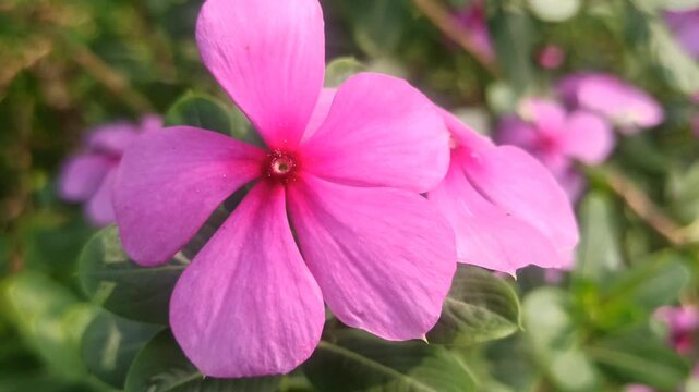 Catharanthus roseus