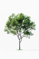 Obraz premium A single tree with lush green leaves against a clean white background, ideal for nature-inspired designs and layouts